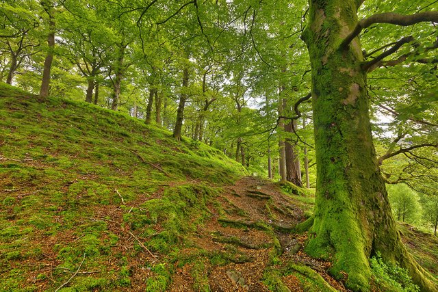 dolbadarn_moss_forest_trail_by_somadjinn-dcjv9rv.jpg